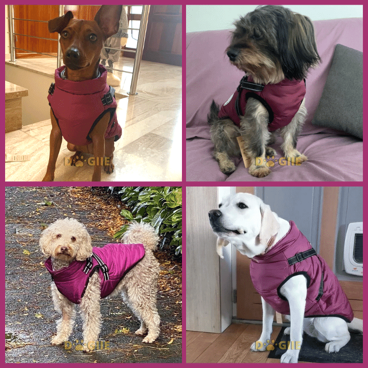 🎅Waterproof Winter Dog Jacket with Built-in Harness