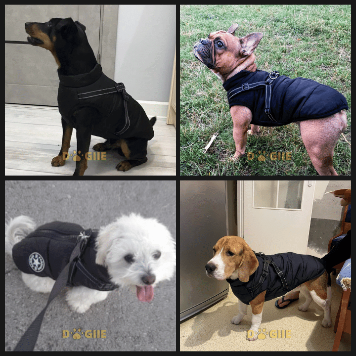 🎅Waterproof Winter Dog Jacket with Built-in Harness